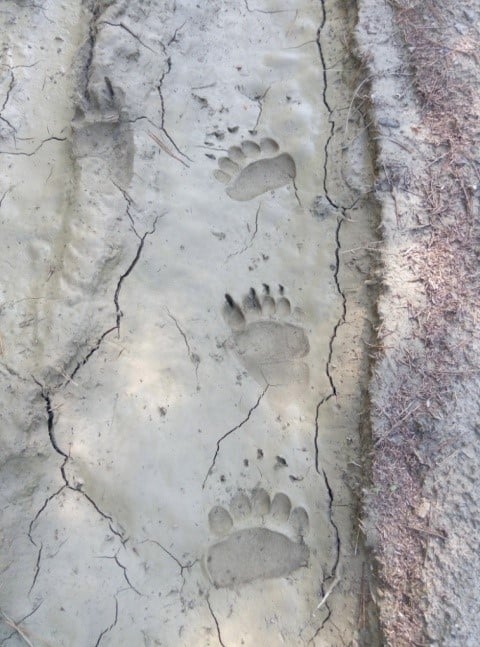 Bear tracks in Bredhi i Drenoves National Park, photo: Bredhi i Drenoves National Park