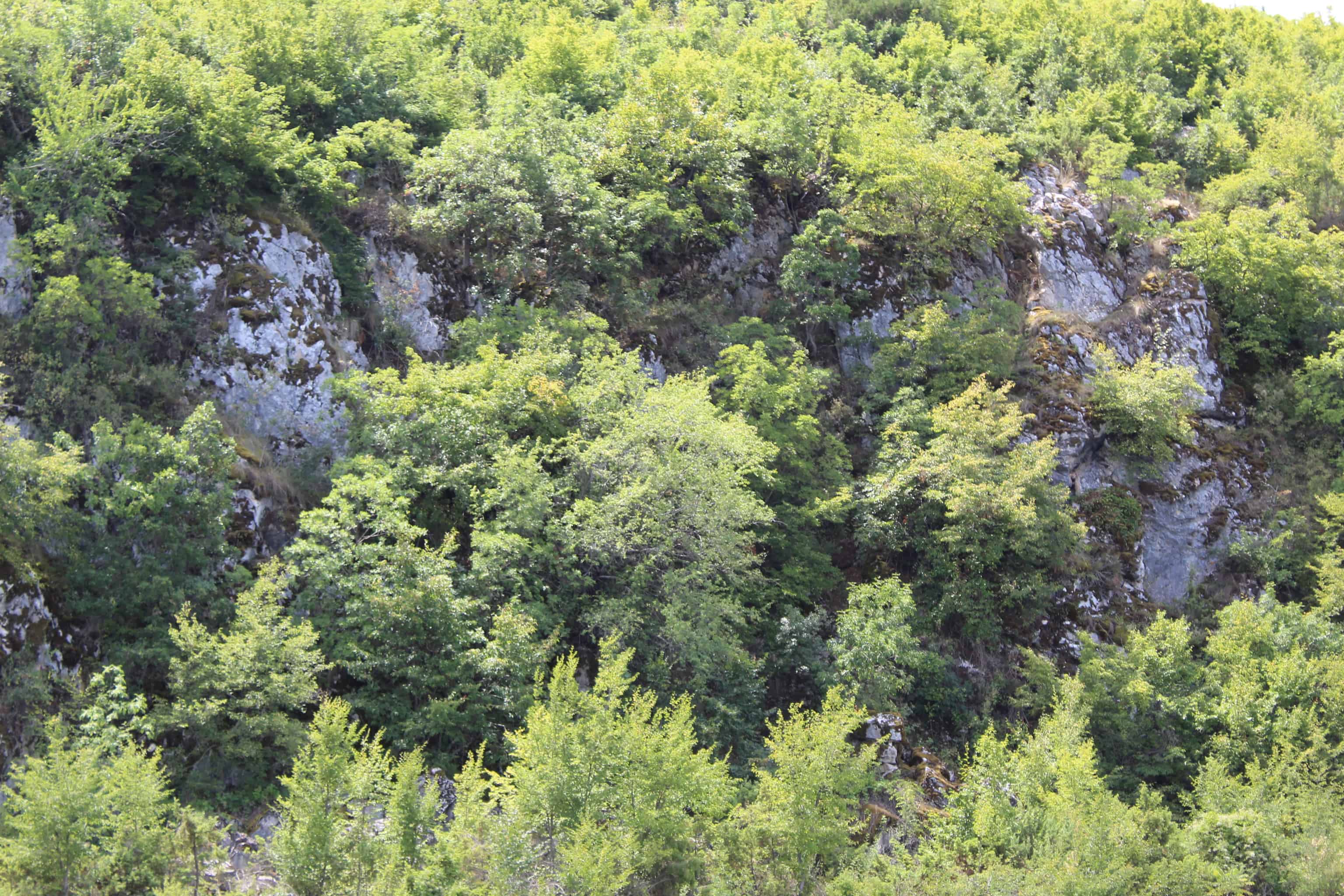 Coniferous forest | Foto: Prespa Nationalpark