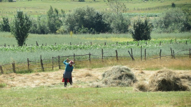 Hay harvest | photo: Shebenik-Jabllanicë National Park