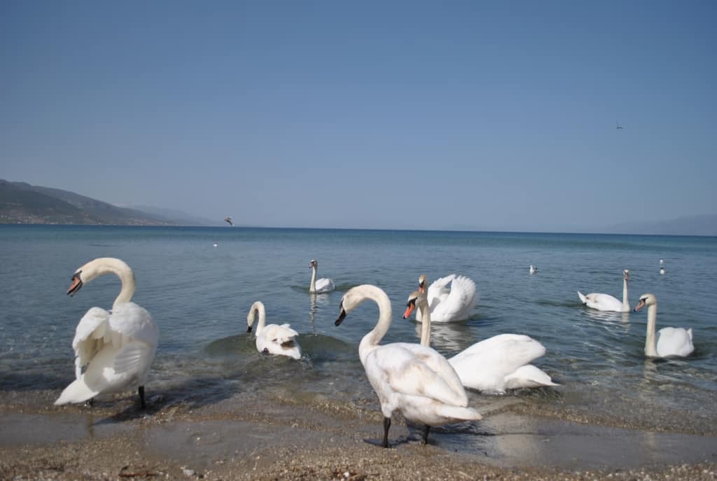 Swans at Ohrid lake | Photo: Proteced Area of Pogradec – Lake Ohrid